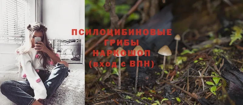 Псилоцибиновые грибы Psilocybe  OMG зеркало  Саки  цены наркотик 